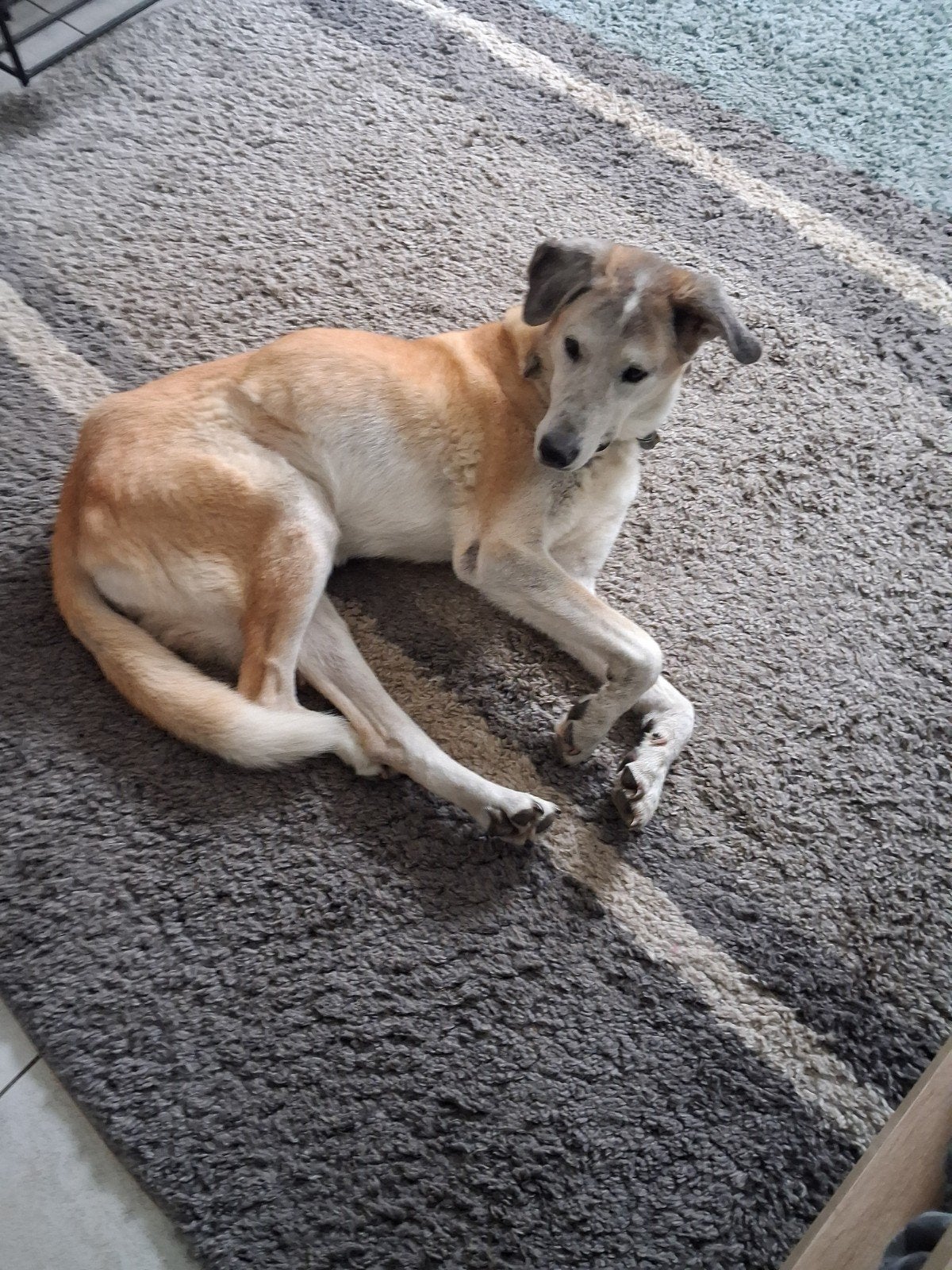 Grote honden banch voor in de vligtuig, Ophalen, Nieuw