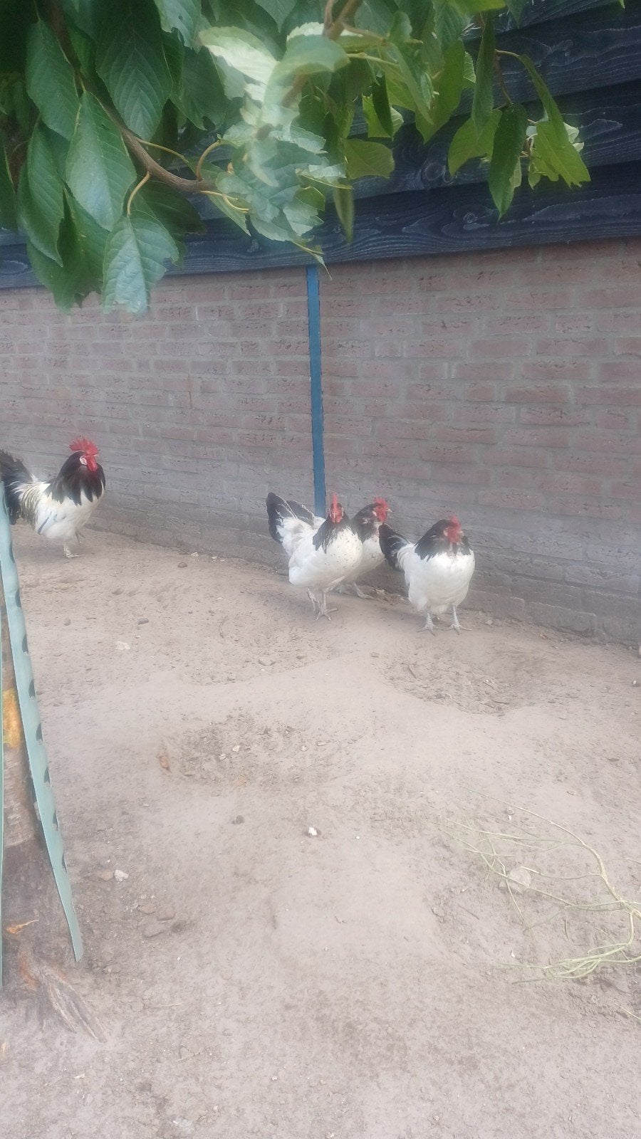 lakevelders, Meerdere dieren, Kip