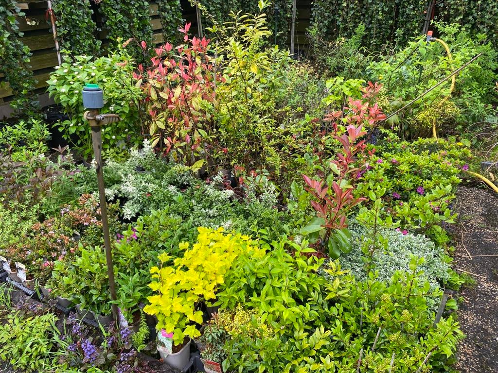 Tuinplanten Opruiming, Tuin en Terras, Planten | Tuinplanten, Ophalen, Zomer, Overige soorten, Halfschaduw