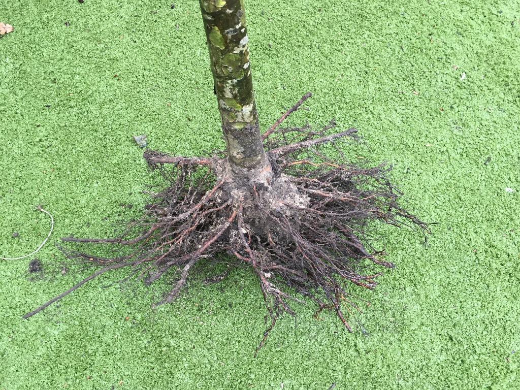 Mooie zware dakplatanen mt 14/16/18/20/25/30cm uit kwekerij!, Tuin en Terras, Planten | Bomen, Ophalen of Verzenden, 100 tot 250 cm