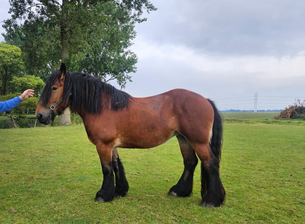 Belgische trekpaarden te koop, belgisch trekpaard, 0 tot 2 jaar