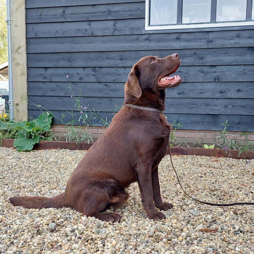 Prachtige labradorreuen Chocoladebruin en Zwart met Stamboom, Dieren en Toebehoren, Honden | Dekreuen, Parvo, Reu, 1 tot 2 jaar