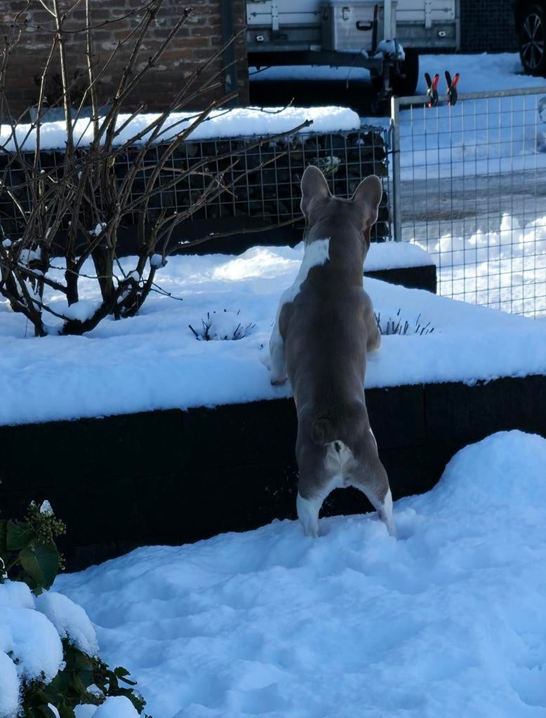 🥰 unieke isabella tan pied franse bulldog DEKREU Lorenzo 🥰, Dieren en Toebehoren, Honden | Dekreuen, Particulier, Reu, 1 tot 2 jaar