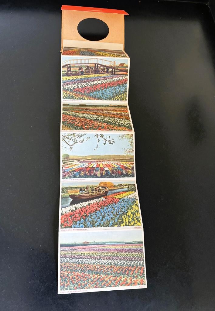 Vintage Grote Leporello Kaart Groeten uit Bloembollenvelden, Verzamelen, Ansichtkaarten | Nederland, Ophalen of Verzenden, 1960 tot 1980