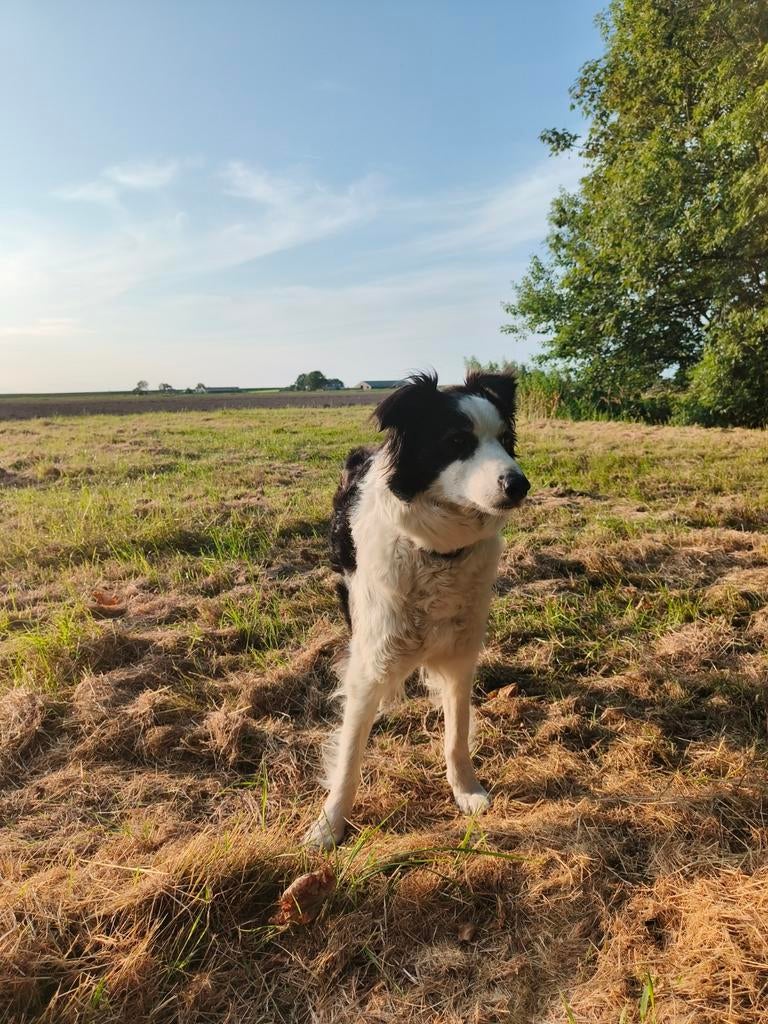 Gezocht: dekreu bordercollie/australian sheppard, Dieren en Toebehoren, Honden | Herdershonden en Veedrijvers, Reu, Eén hond, 3 tot 5 jaar
