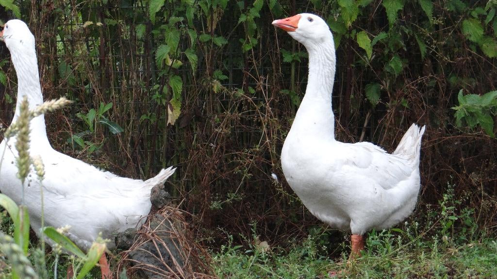 Boeren witte ganzen | Deskundig advies, Meerdere dieren, Gans of Zwaan