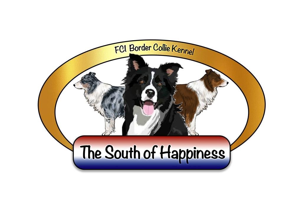 Showlijn Border Collie gastgezin gezocht!, Dieren en Toebehoren, Honden | Herdershonden en Veedrijvers, Parvo, Reu, 8 tot 15 weken