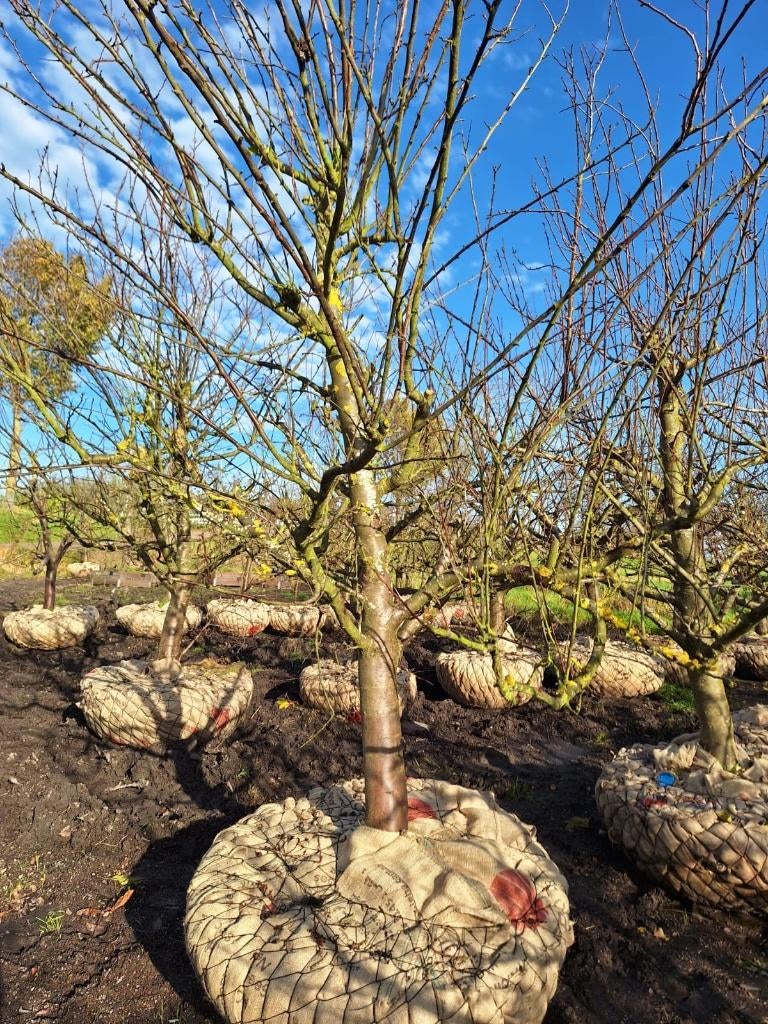 Halfstam Opal pruimenbomen 35 jaar, Tuin en Terras, Ophalen, 250 tot 400 cm, Pruimenboom, Lente