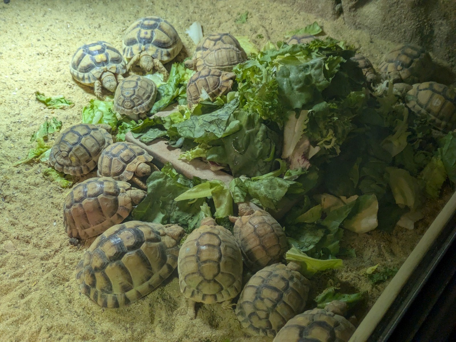 Testudo Kleinmanni Tortoise - unknown for sale from bellings