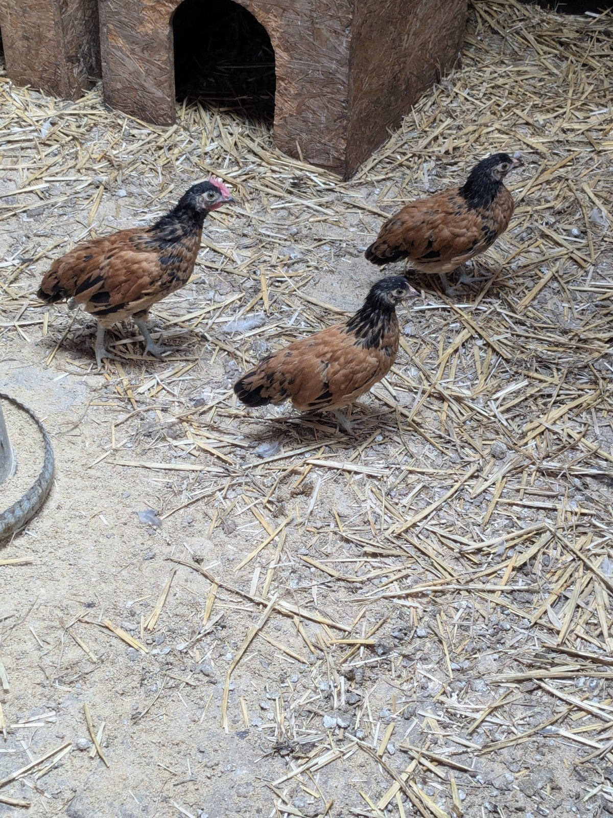 Kriel kip, Dieren en Toebehoren, Pluimvee, Meerdere dieren, Kip