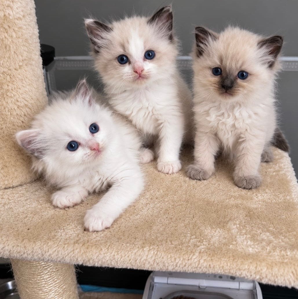 Prachtige Ragdoll kittens met stamboom uit geteste ouders!, Meerdere dieren, Langharig, 0 tot 2 jaar
