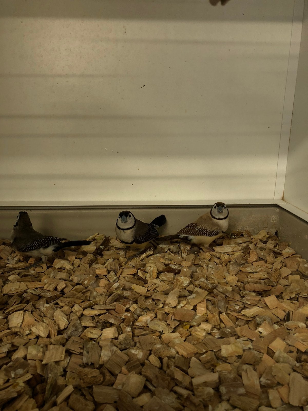 Bichenowastrilde, Dieren en Toebehoren, Vogels | Overige Vogels, Meerdere dieren