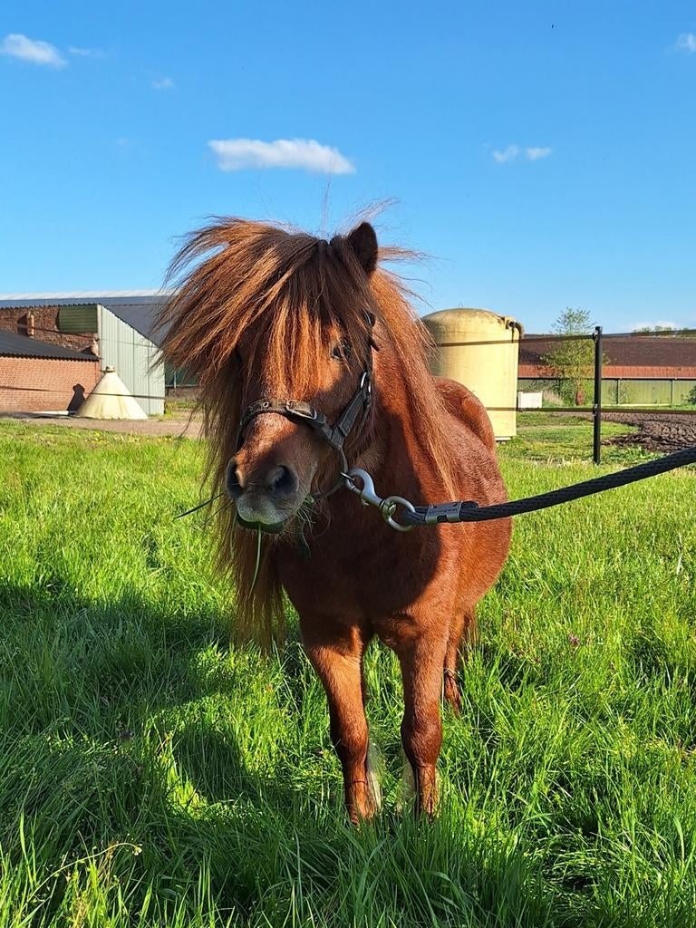 Tamme Shetlander hengst, Dieren en Toebehoren, Pony's, Hengst, A pony (tot 1.17m), 0 tot 2 jaar