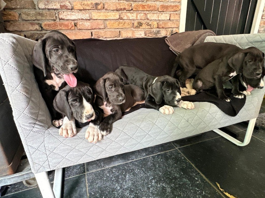 Prachtige Duitse Dog pups zoeken een thuis, Dieren en Toebehoren, België, Fokker | Hobbymatig, Overige rassen, 8 tot 15 weken