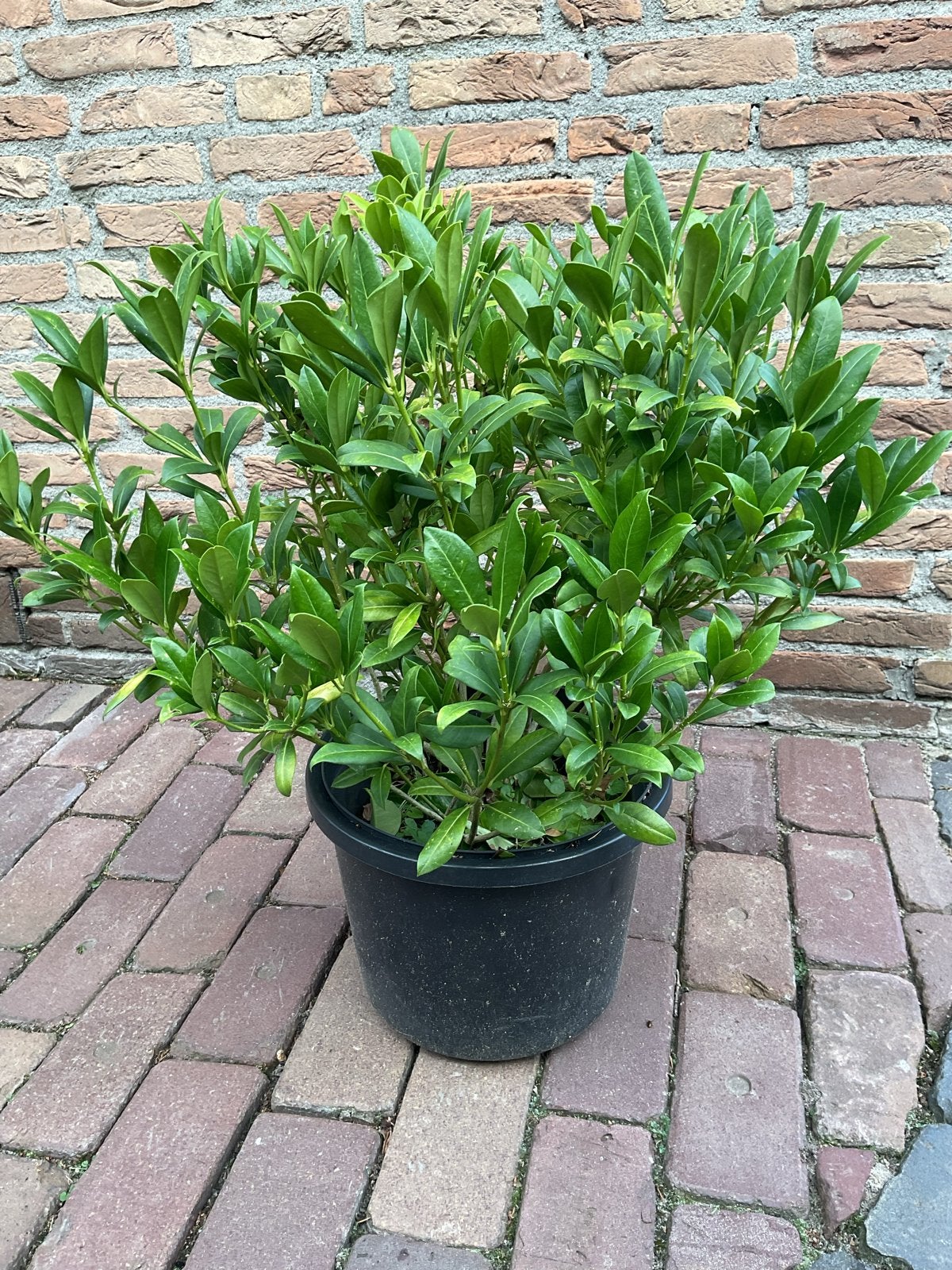 Grote Skimmia plant witte bloem erna bessen, 70cm hoog, Tuin en Terras, Planten | Tuinplanten, Ophalen of Verzenden, Vaste plant