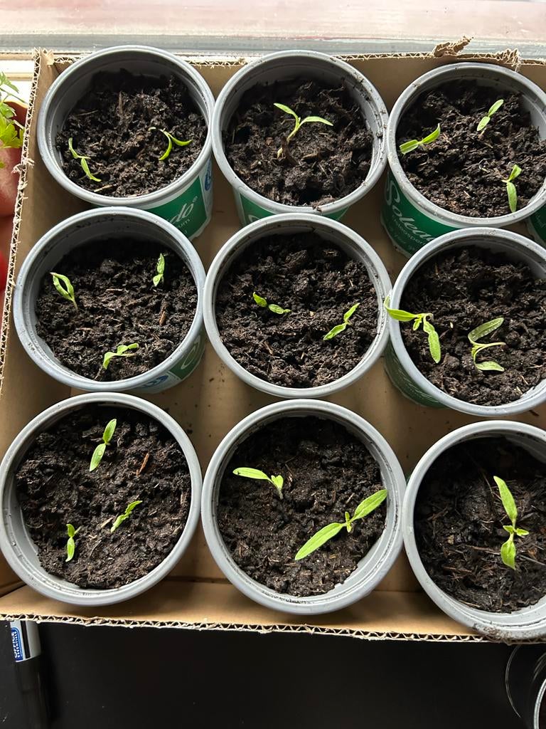 Cherry tomaten plantjes, Ophalen, Volle zon, Eenjarig, Zomer