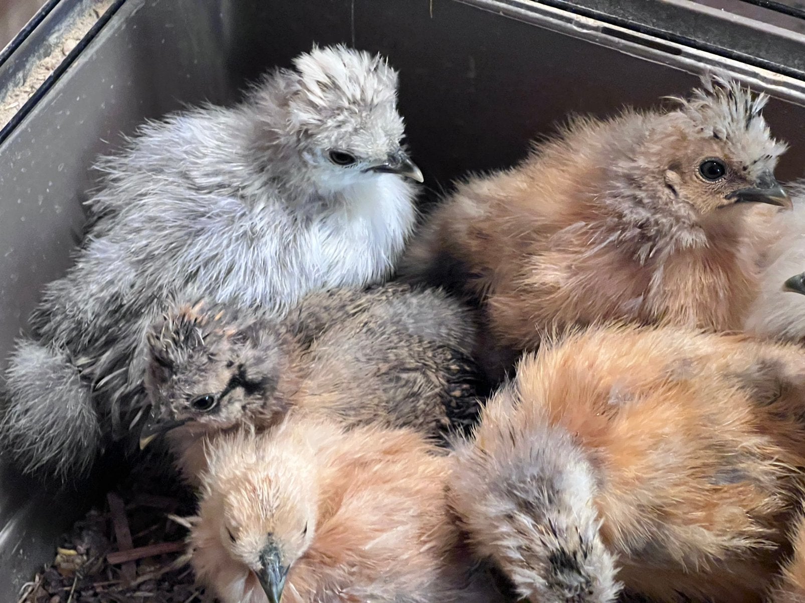 Raszuivere TOP USA Zijdehoender en Paduha henkuikentjes, Dieren en Toebehoren, Vrouwelijk, Kip