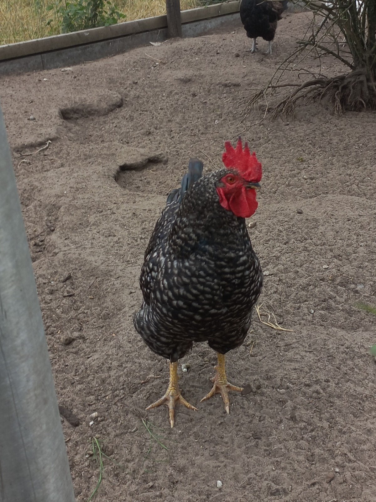 Haantjes ( amrock, leghorn) ., Dieren en Toebehoren, Pluimvee, Mannelijk, Kip
