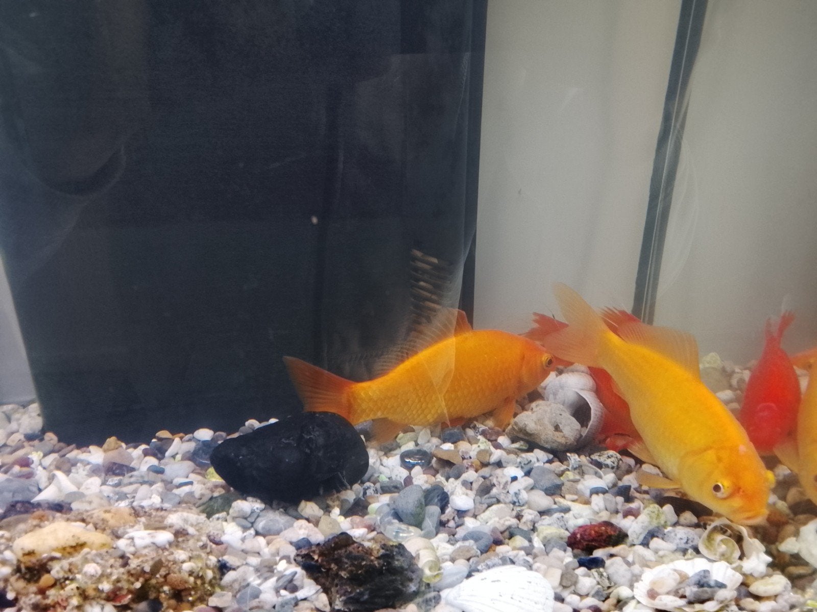 Compleet aquarium, Dieren en Toebehoren, Vissen | Aquaria en Toebehoren, Ophalen of Verzenden