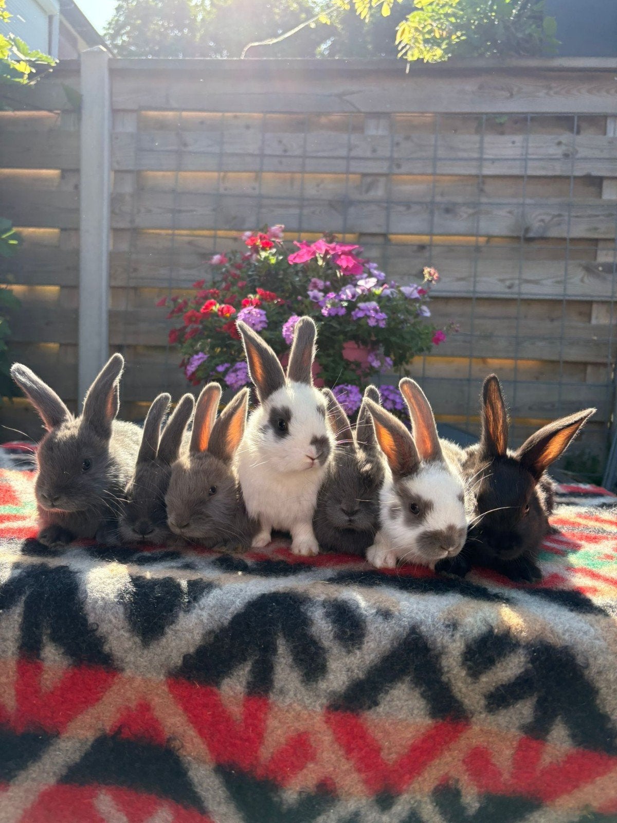 Lotharingers te koop, Dieren en Toebehoren, Konijnen, Middelgroot, Meerdere dieren, 0 tot 2 jaar