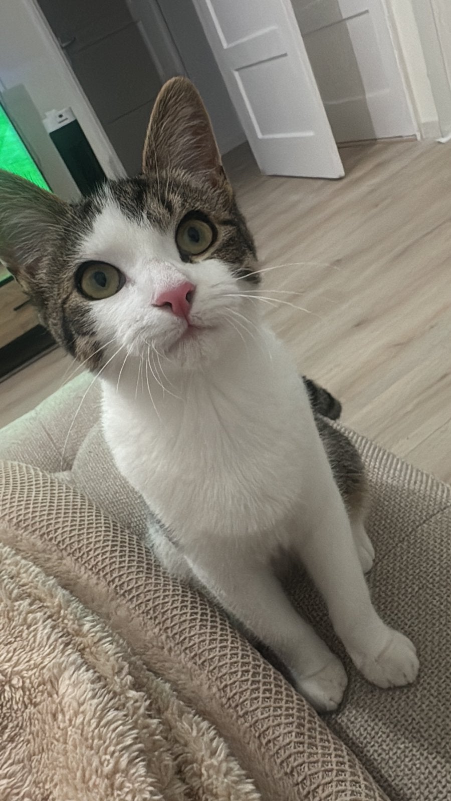 Lieve kitten van 5 maanden zoekt een liefdevol thuis, Ophalen, Nieuw