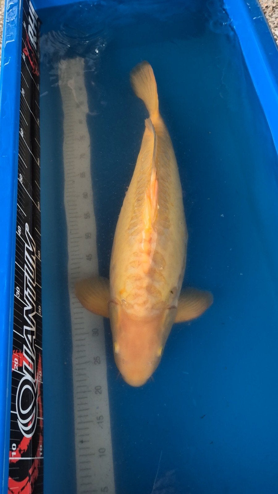 Doitsu karashigoi Konishi 5 jaar, man. 71-72cm certificaat., Dieren en Toebehoren, Karper of Koi