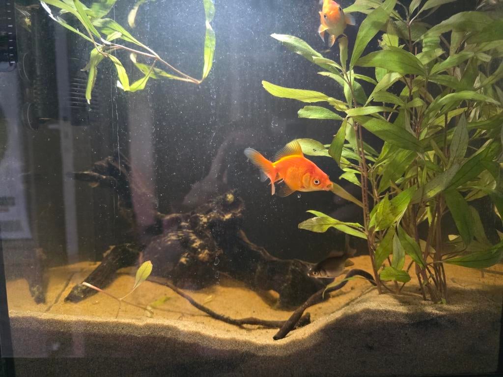 Aquarium superfish tropical 30, Dieren en Toebehoren, Ophalen, Gebruikt, Leeg aquarium, Superfish