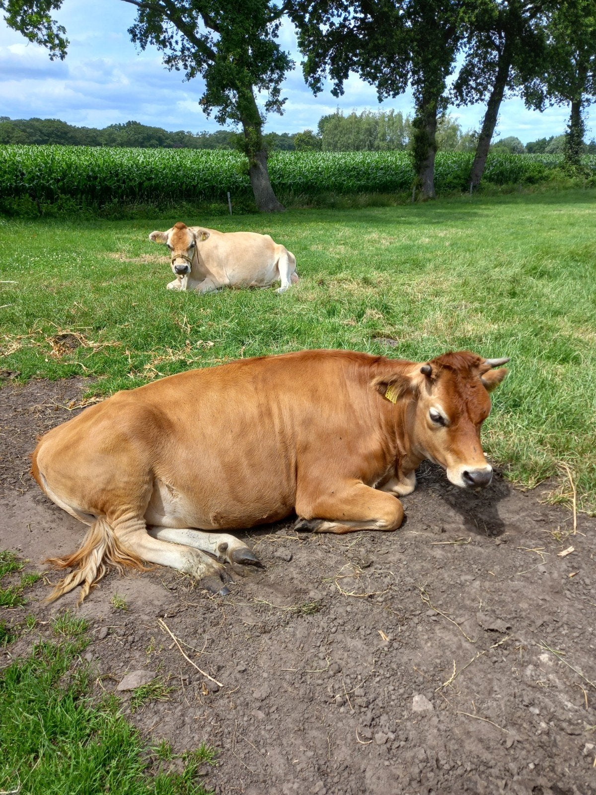 500 gram Zelfgemaakte roomboter., Diversen, Levensmiddelen, Ophalen