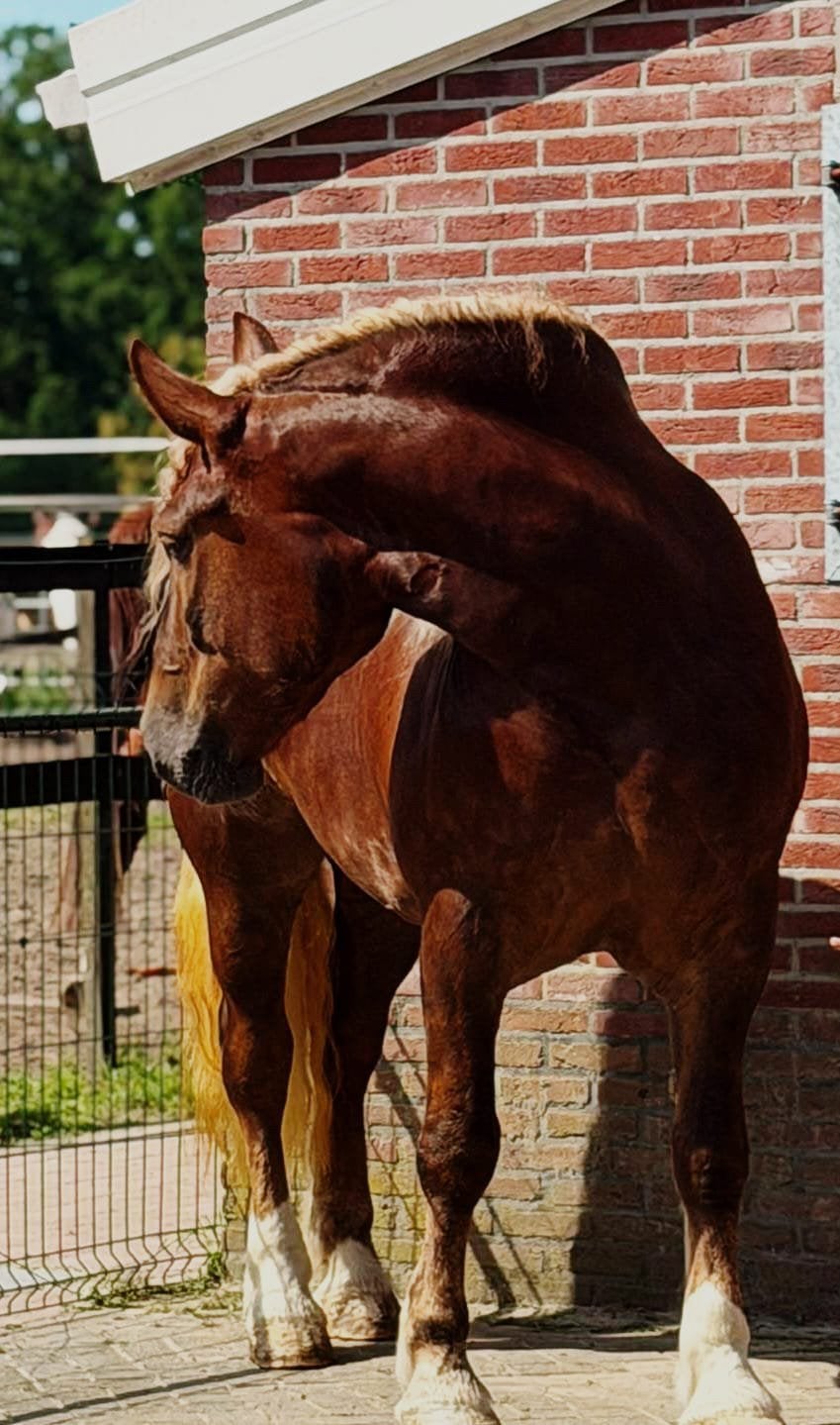 XXL Schwarzwälder mix met gouden, Merrie, B, 3 tot 6 jaar, Gechipt