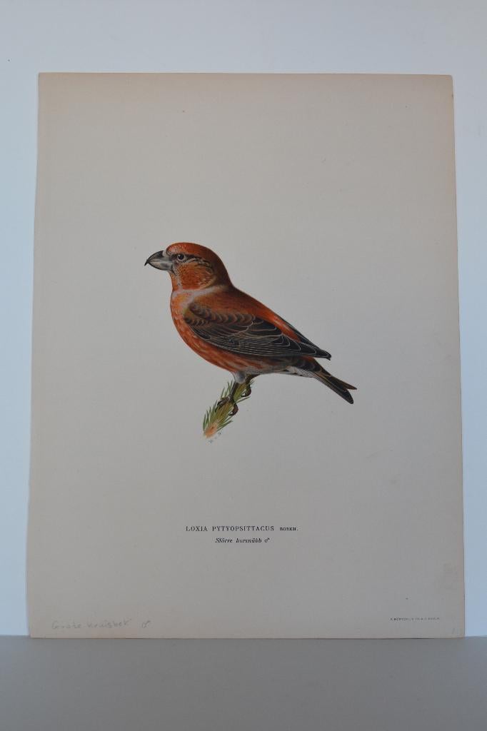 GROTE KRUISBEK VOGEL LOXIA PYTYOPSITTACUS Mooie LITHO VA4, Verzenden, Origineel, Flora en Fauna, Lithografie