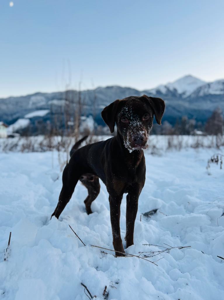 Gezocht: Nieuw thuis voor Labrador Retrevier, Reu, Labrador retriever, Parvo, Eén hond