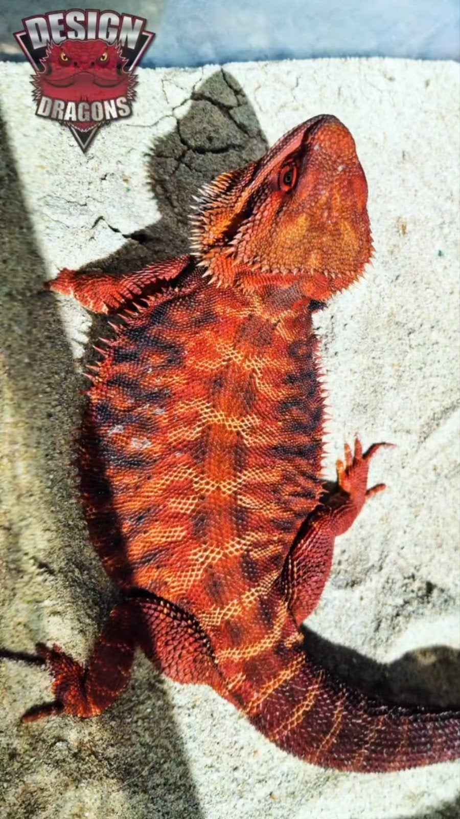 100% Red Monster Leatherback Baardagaam Man Bearded Dragon photo 8