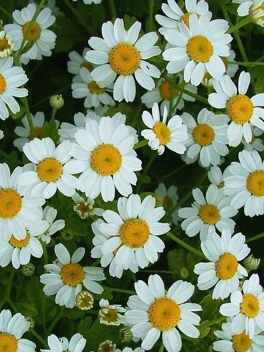 Moederkruid zaden, Tanacetum parthenium, Tuin en Terras, Verzenden, Volle zon