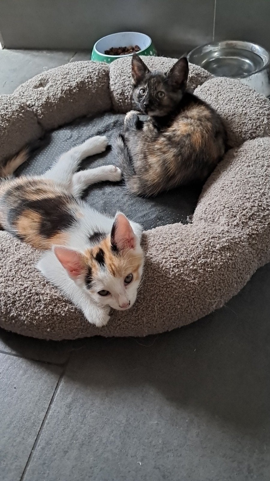 Gevaccineerde kittens Europese korthaar, lapjeskatten, poes!, Poes, Ontwormd