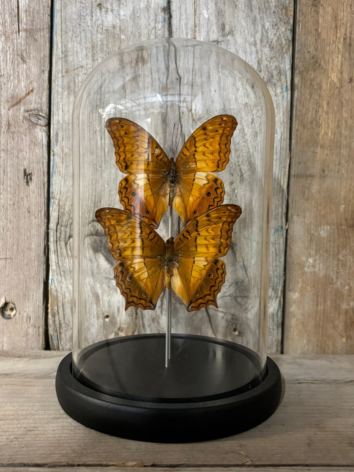 Mooie stolp met twee Vindula Dejone vlinders!, Ophalen of Verzenden, Nieuw, Insect, Opgezet dier