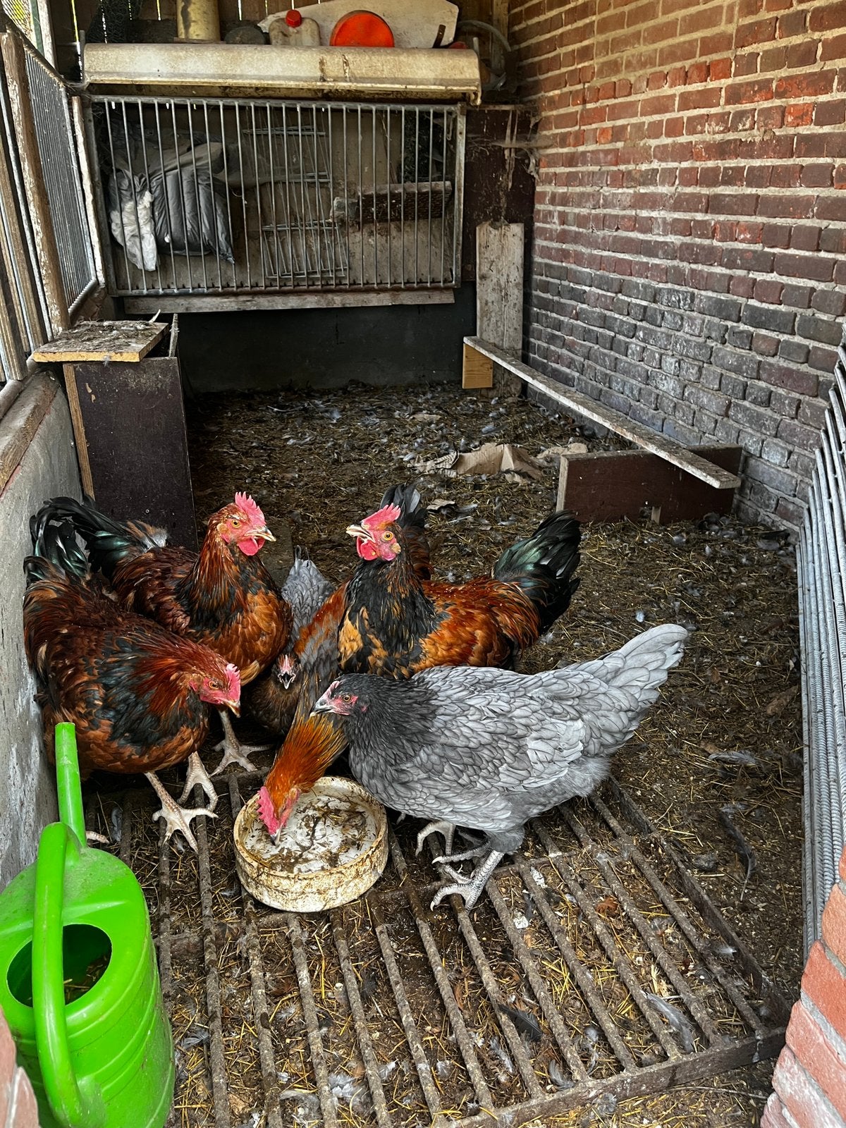 4 jonge hanen, Mannelijk, Kip