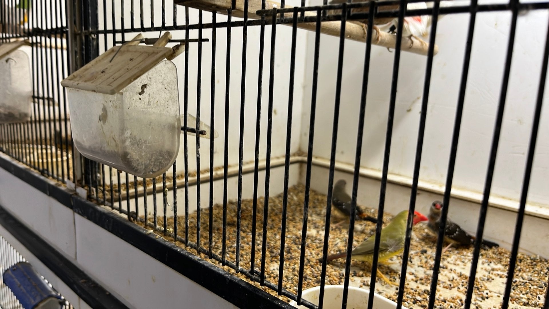 Diverse vogels  over, Dieren en Toebehoren, Meerdere dieren, Tropenvogel, Geringd