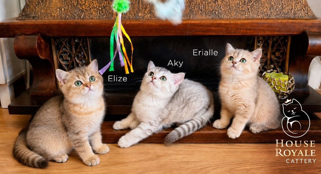 Exclusieve Britse Korthaar kittens met top stambomen, Meerdere dieren, Met stamboom, 0 tot 2 jaar
