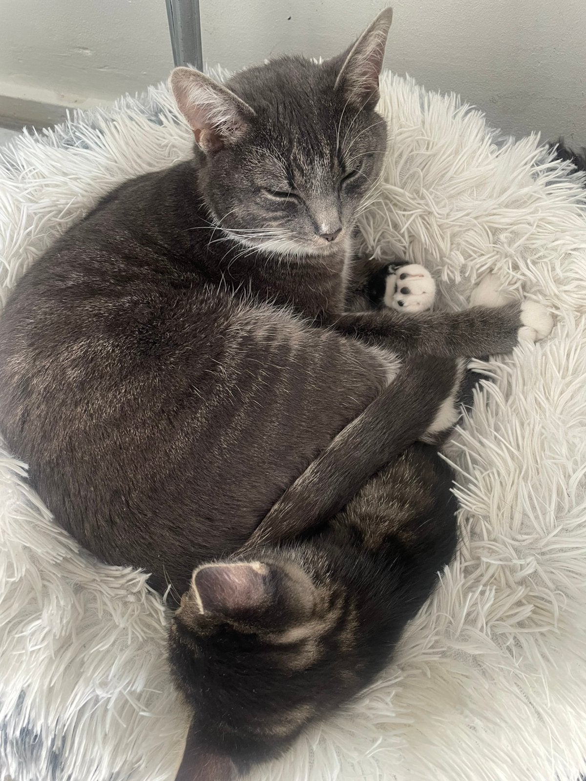 Poes, Dieren en Toebehoren, Katten en Kittens | Raskatten | Korthaar, Poes