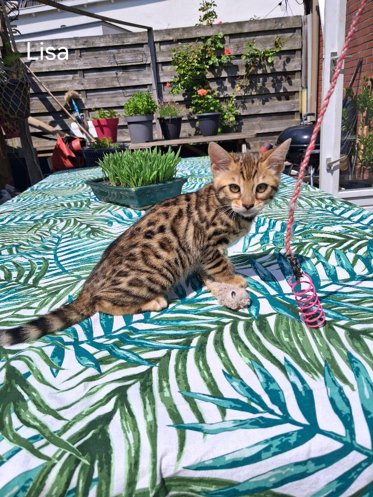 Bengaal/Bengaalse kittens met stamboom, Dieren en Toebehoren, Katten en Kittens | Raskatten | Korthaar, Meerdere dieren, Met stamboom