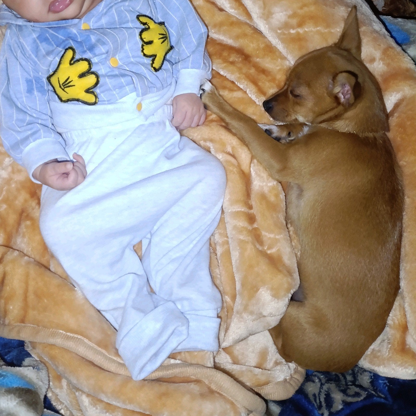 Nog 2 chihuahua x reutjes beschikbaar, 15 weken tot 1 jaar, Reu, CDV (hondenziekte), Eén hond