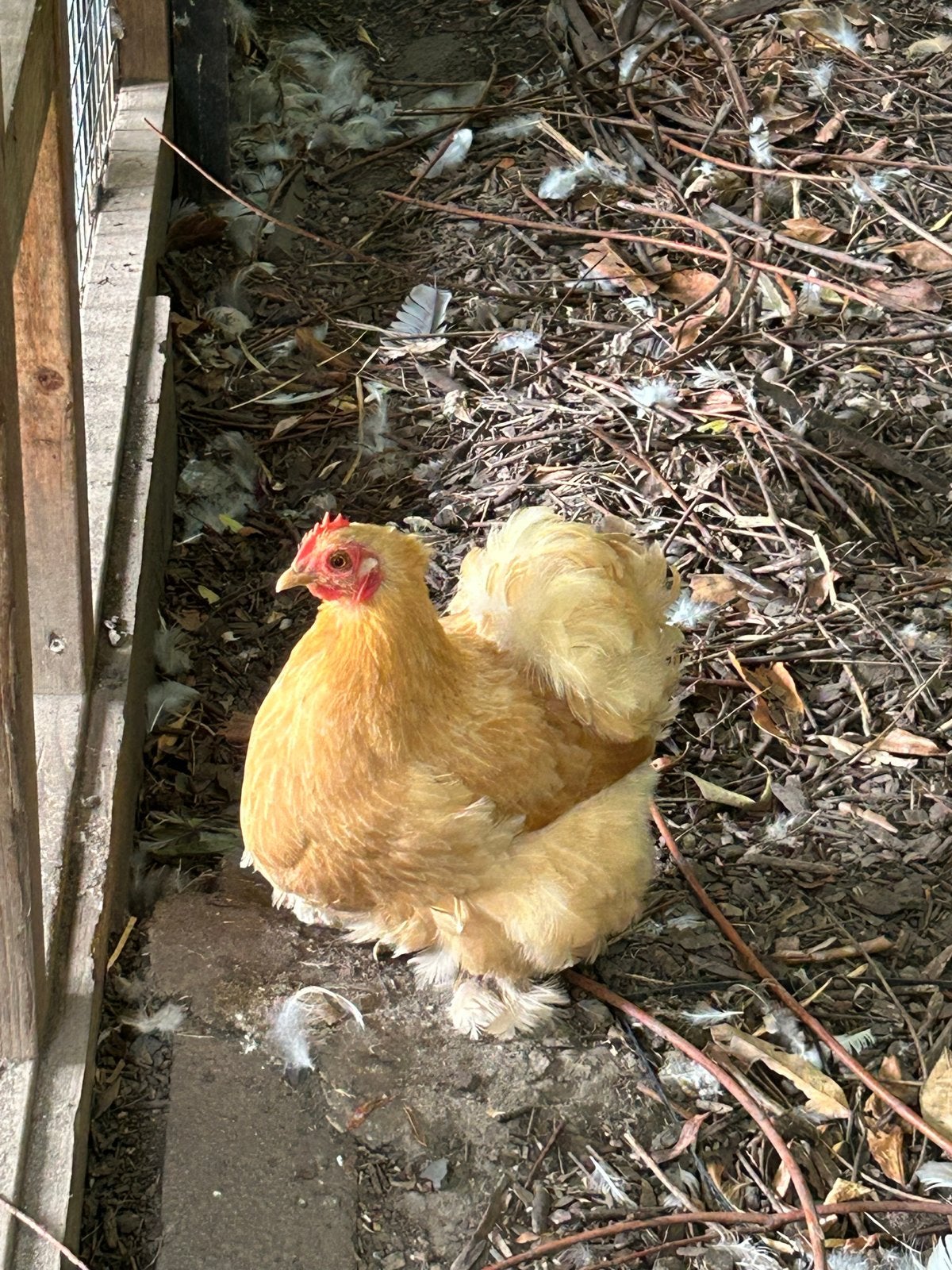 Cochin kriel, Dieren en Toebehoren, Pluimvee, Vrouwelijk, Kip