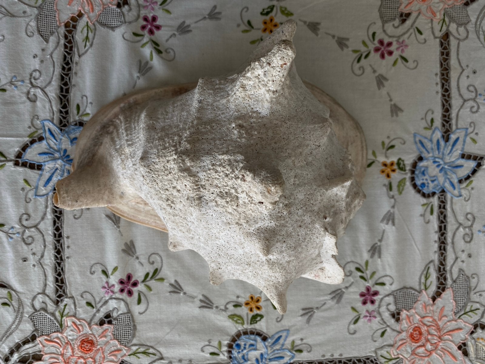 Grote stekelschelp / spider conch (Lambis), Ophalen, Gebruikt