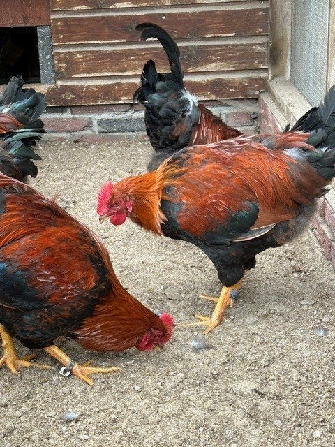 Jonge Welsumer hanen groot, Dieren en Toebehoren, Mannelijk, Kip