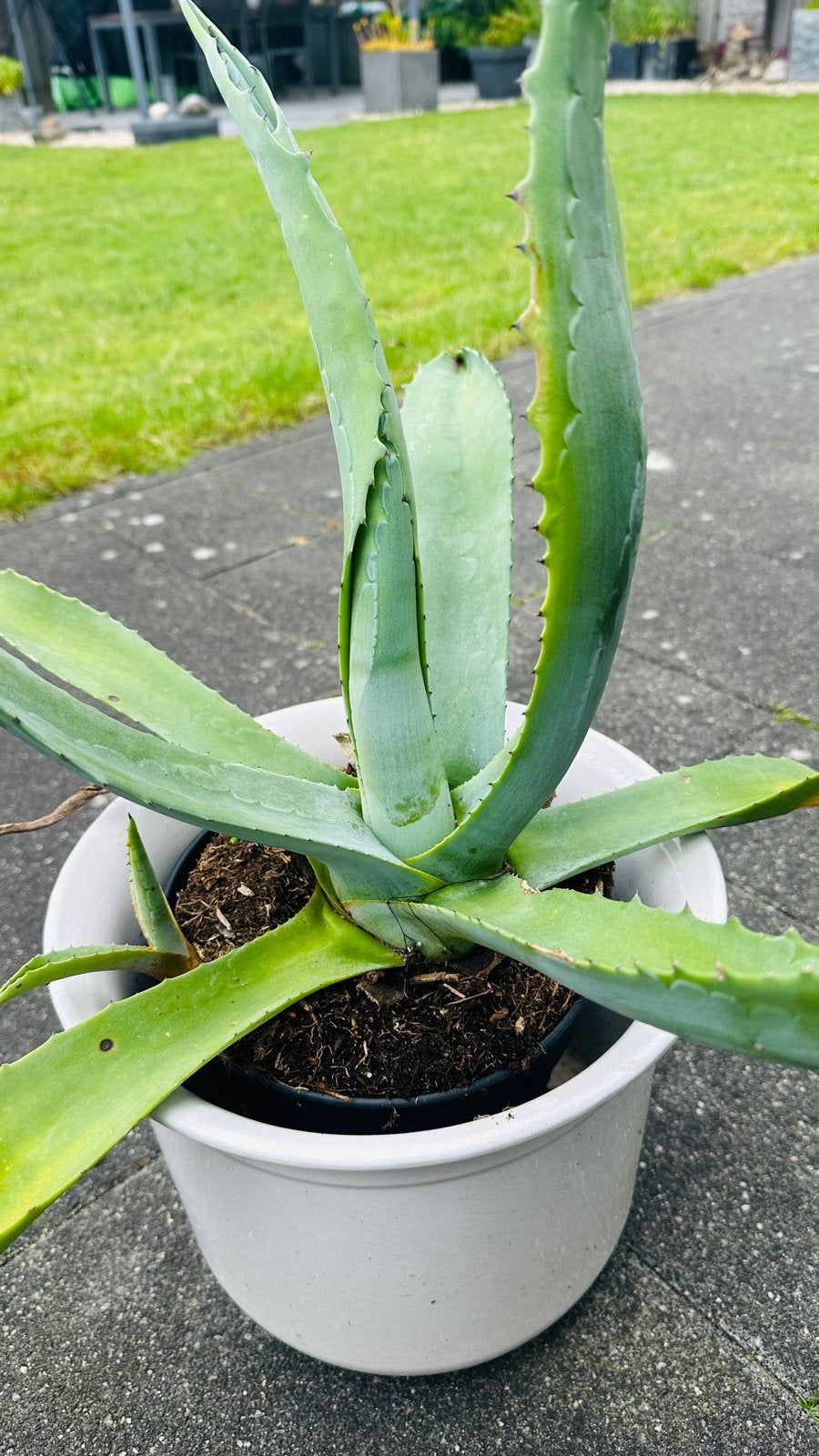 Grote Agave plant in pot - Ideaal voor tuin of terras, Volle zon, Vaste plant, Bloeit niet, Ophalen