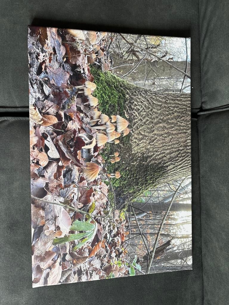 Foto op canvas - Paddenstoelen in bos - 60x40cm, Ophalen