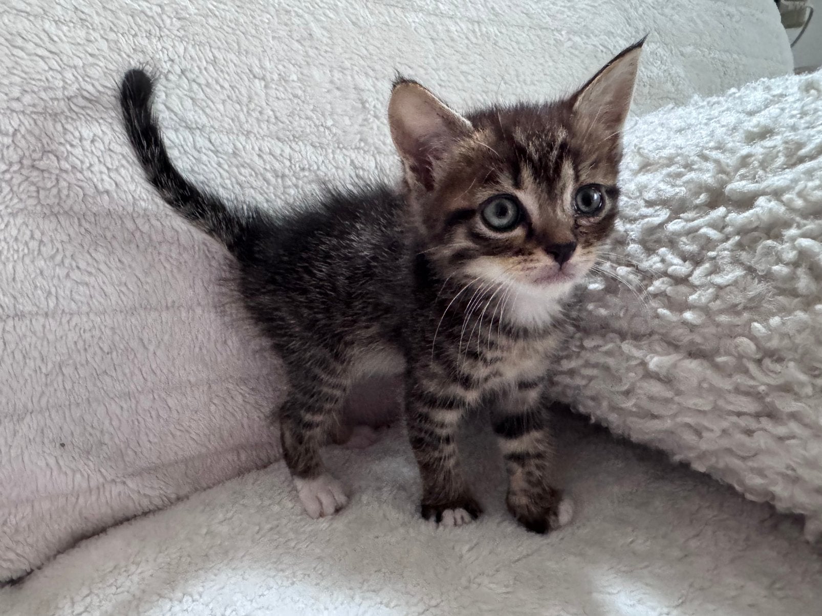 Kitten 3x tijger 🐯 Babycat, Poes, Ontwormd