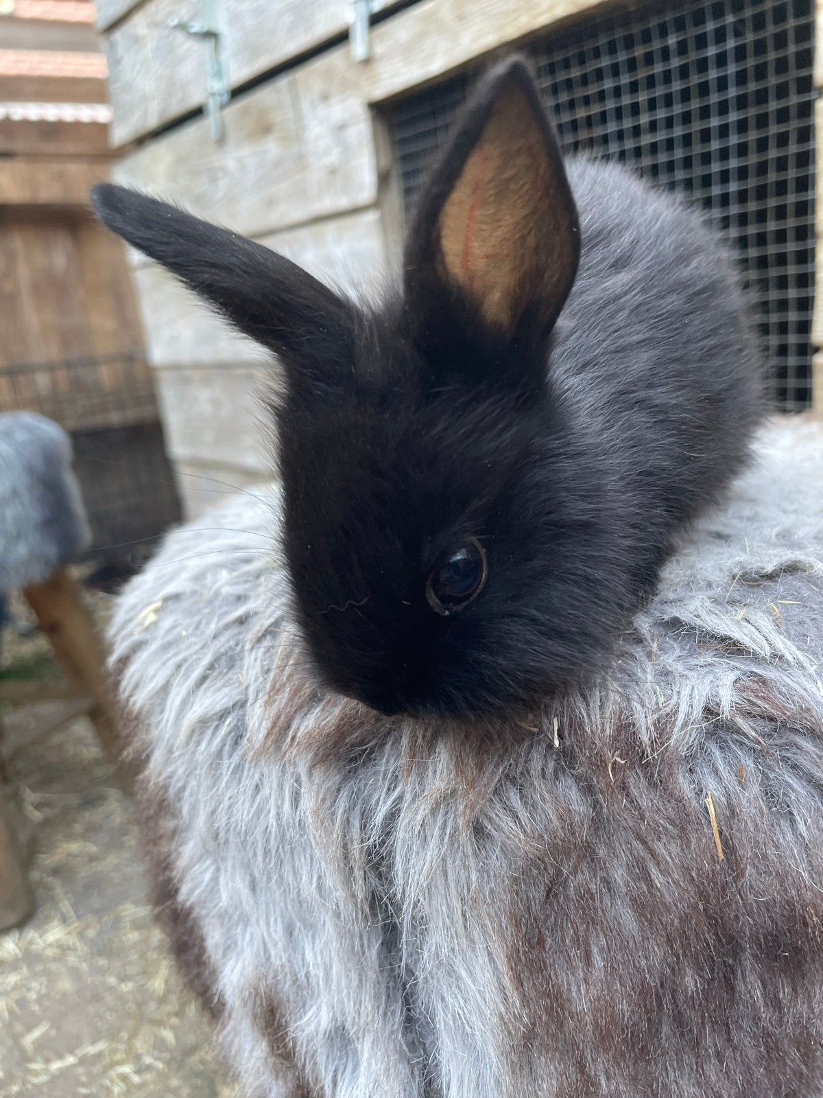 Lieve jonge konijntjes zoeken een liefdevol thuis!, Dieren en Toebehoren, Knaagdieren, Mei, Meerdere dieren, Overige typen, Tam