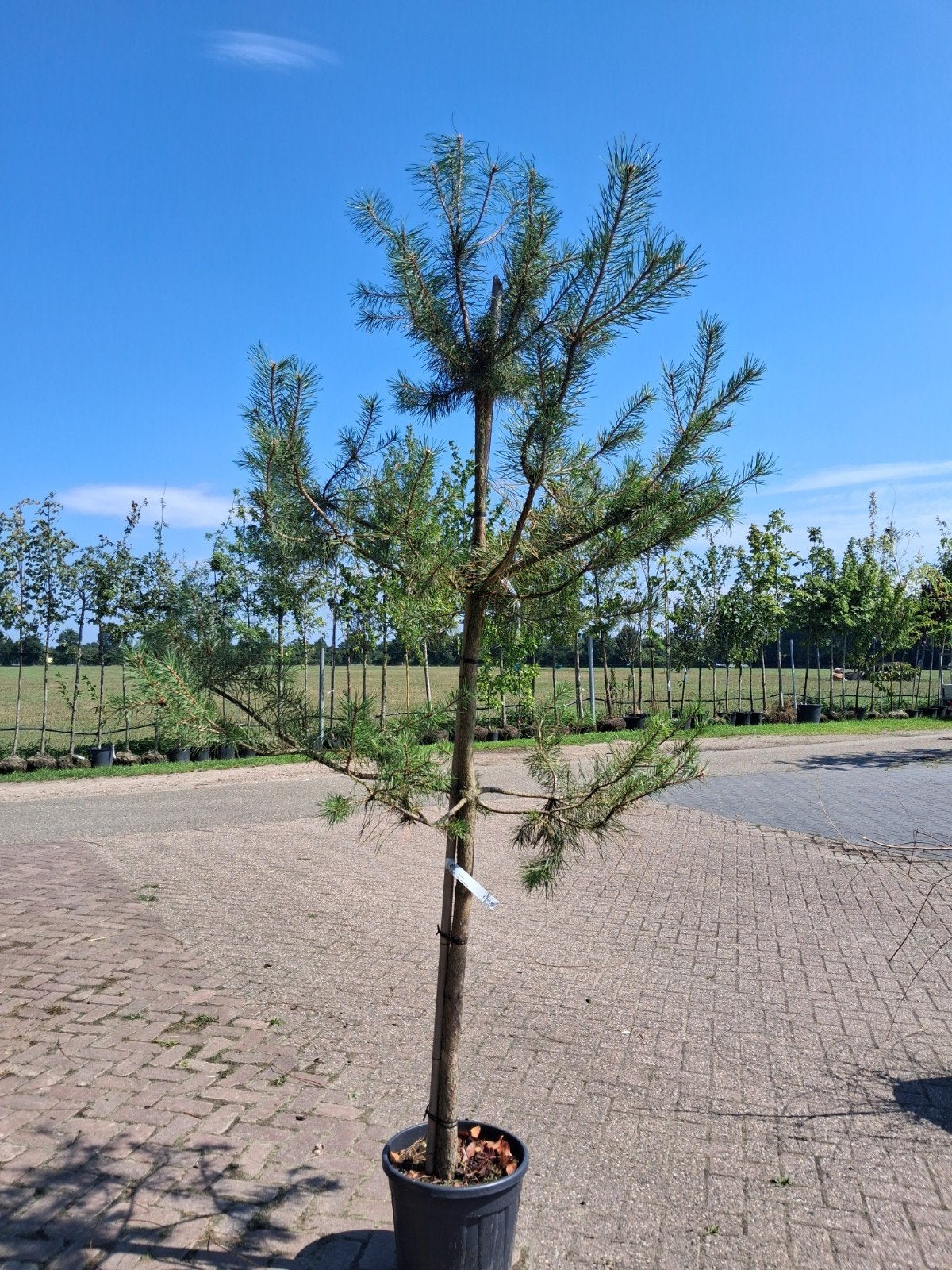 Pinus Sylvestris - Grove Den in pot boom vorm, Tuin en Terras, Bloeit niet, 250 tot 400 cm, Volle zon, In pot