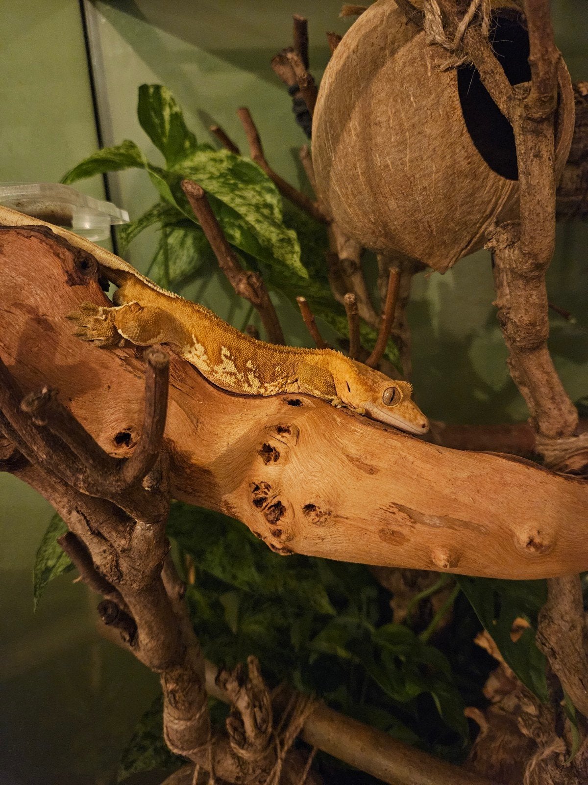 Wimpergekko / Crested Gecko - Man 7 jaar, Dieren en Toebehoren, Hagedis, Met terrarium, 3 tot 6 jaar